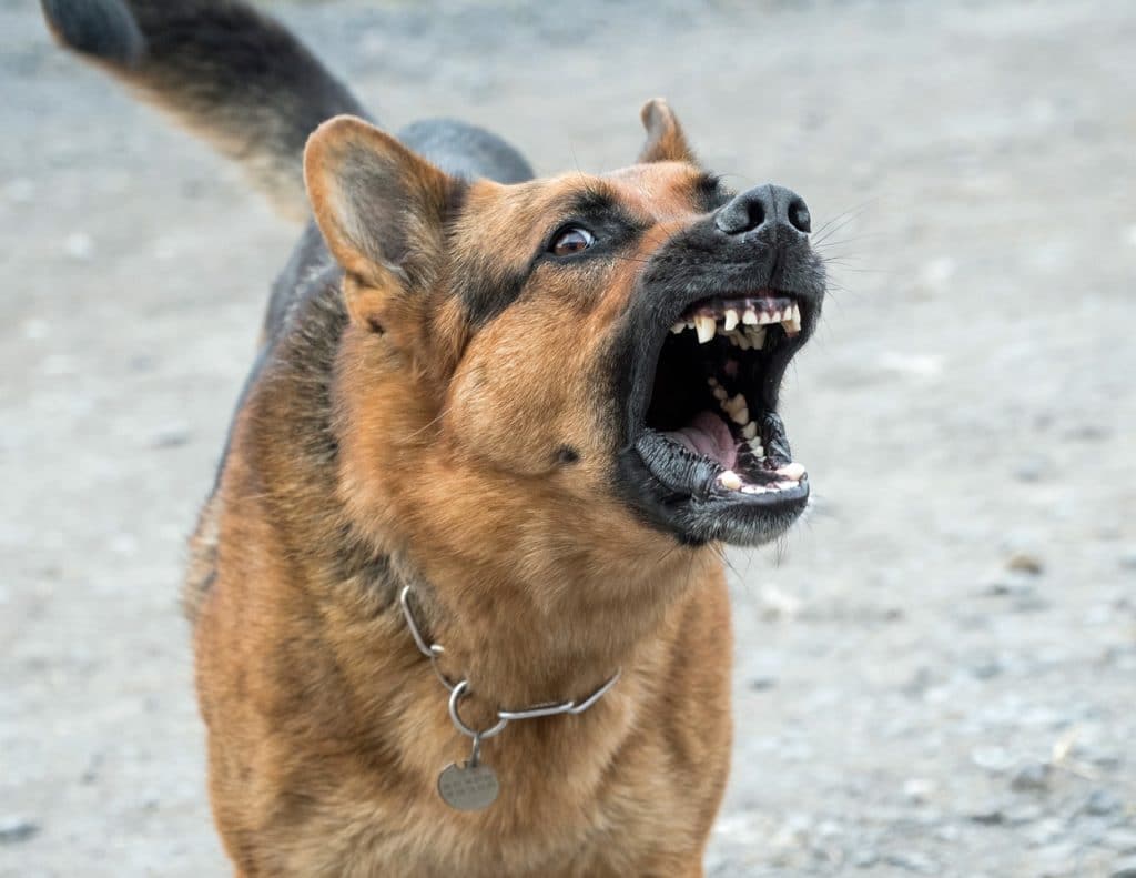 Best Guard Dogs German Shepard