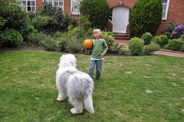 kid plating with dog at the yard holding a ball